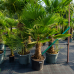 Trachycarpus Fortunei (Palma konopná) kont. C55L, výška kmeňa: 50-60 cm, celková výška: 140-160 cm (-17°C)